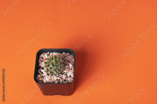 A small cactus that is on an orange background shines on the other side.