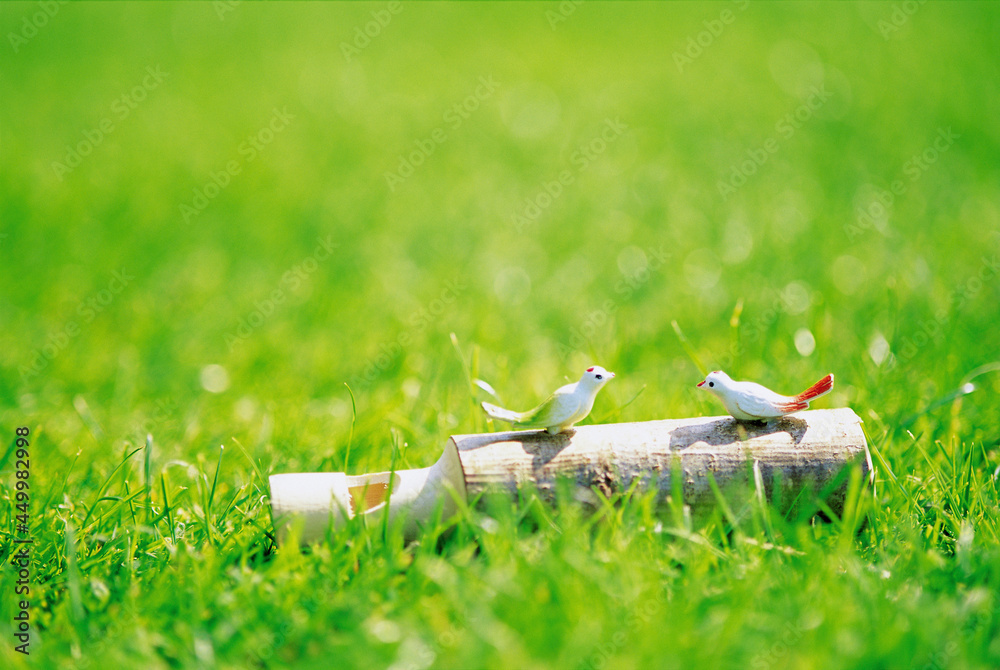 grass in the grass grass in the grass