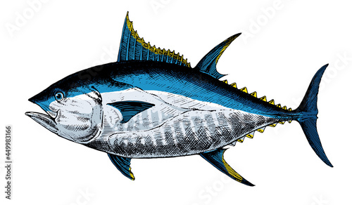 Tuna bluefin, fish collection. Healthy lifestyle, delicious food. Hand-drawn images.