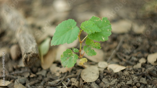 grape seedling with forest floor background