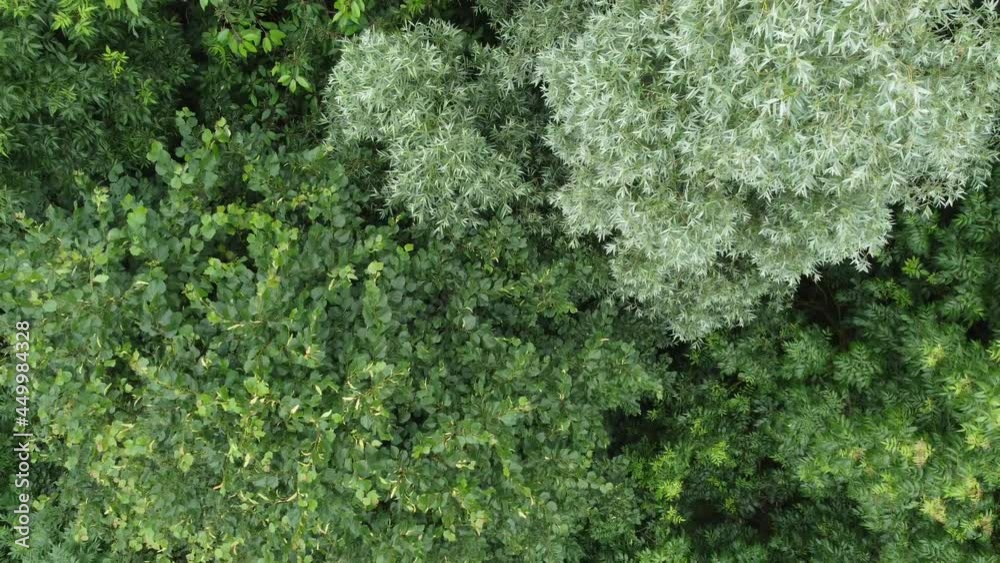 Forest With Huge Green Trees Above Overhead Drone Shot
