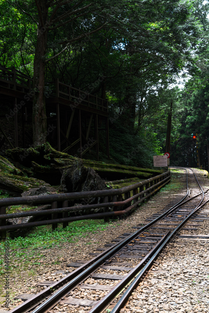 Obraz premium Forest in Alishan National Scenic Area, Taiwan, Asia. 