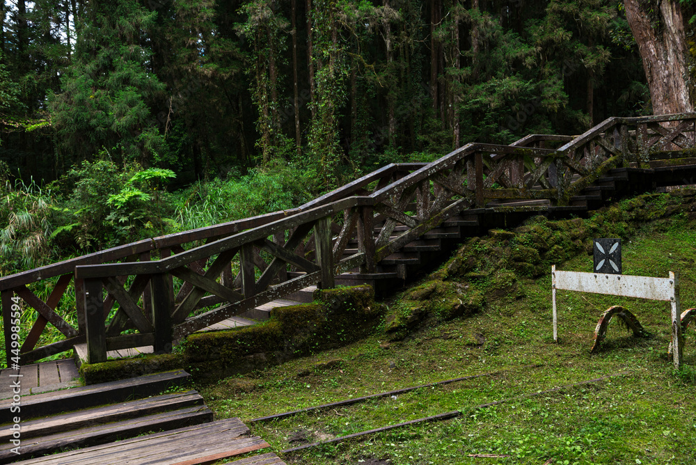 Forest in Alishan National Scenic Area, Taiwan, Asia. Forest in Alishan National Scenic Area, Taiwan, Asia.