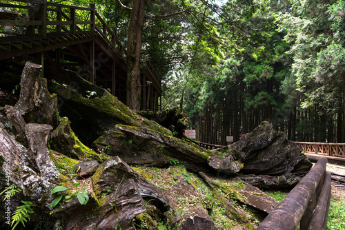Forest in Alishan National Scenic Area  Taiwan  Asia.  
