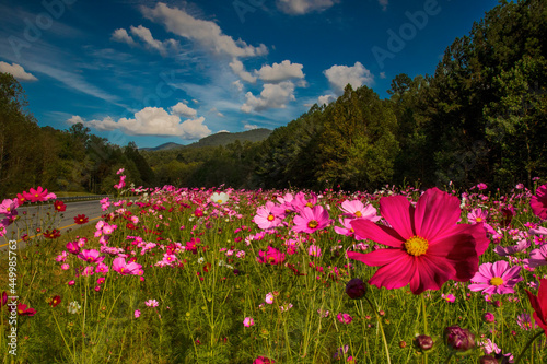 Fototapeta Naklejka Na Ścianę i Meble -  Pink Cosmos, Ellijay, Georgia, Blue Ridge Mountains, wildflowers, plants, 