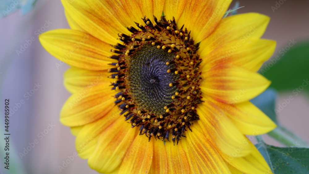 Obraz premium vibrant sunflower closeup