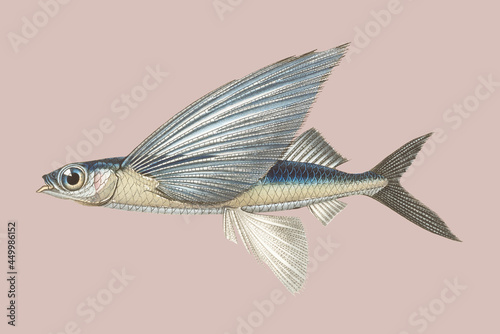 Canvastavla Vintage Illustration of Stropical two wing flying fish.