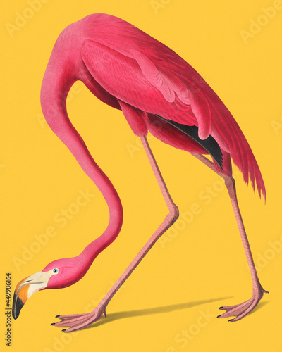 Vintage Illustration of Pink Flamingo. photo