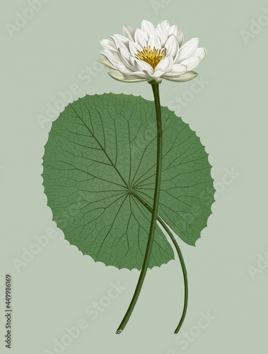 Valokuvatapetti Vintage illustration of White Egyptian lotus