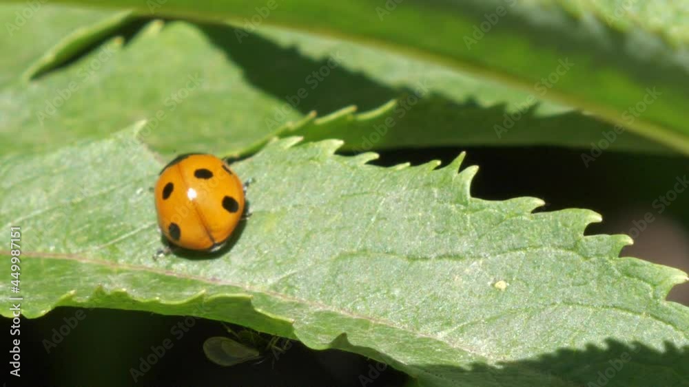 Ladybug or ladybird beetle walks along a green leaf and flies away Ladybug or ladybird beetle walks along a green leaf and flies away