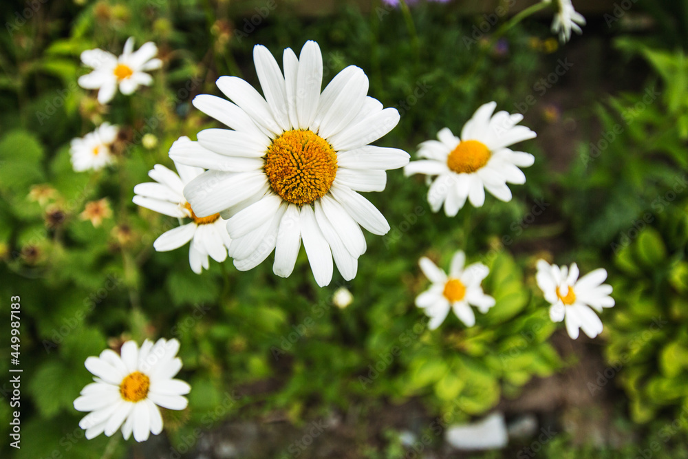 Fototapeta premium Summer flowers - chamomile with white petals and a yellow core on a green background. Summer garden.
