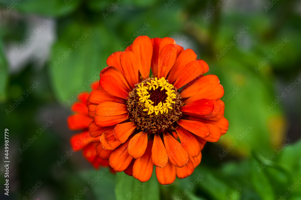 Beautiful red flower in the garden, Dahlia-flowered zinnia, Zinnia, Common Zinnia, Elegant zinnia. Beautiful red flower in the garden, Dahlia-flowered zinnia, Zinnia, Common Zinnia, Elegant zinnia.