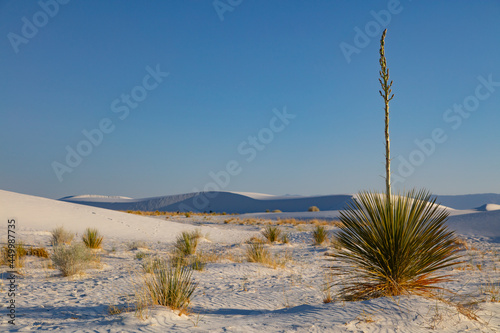 Fototapeta Naklejka Na Ścianę i Meble -  White Sands Dunes National Park in New Mexico