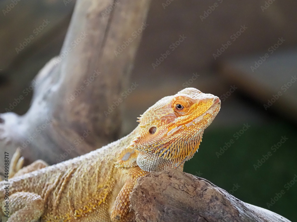 Fototapeta premium トカゲ