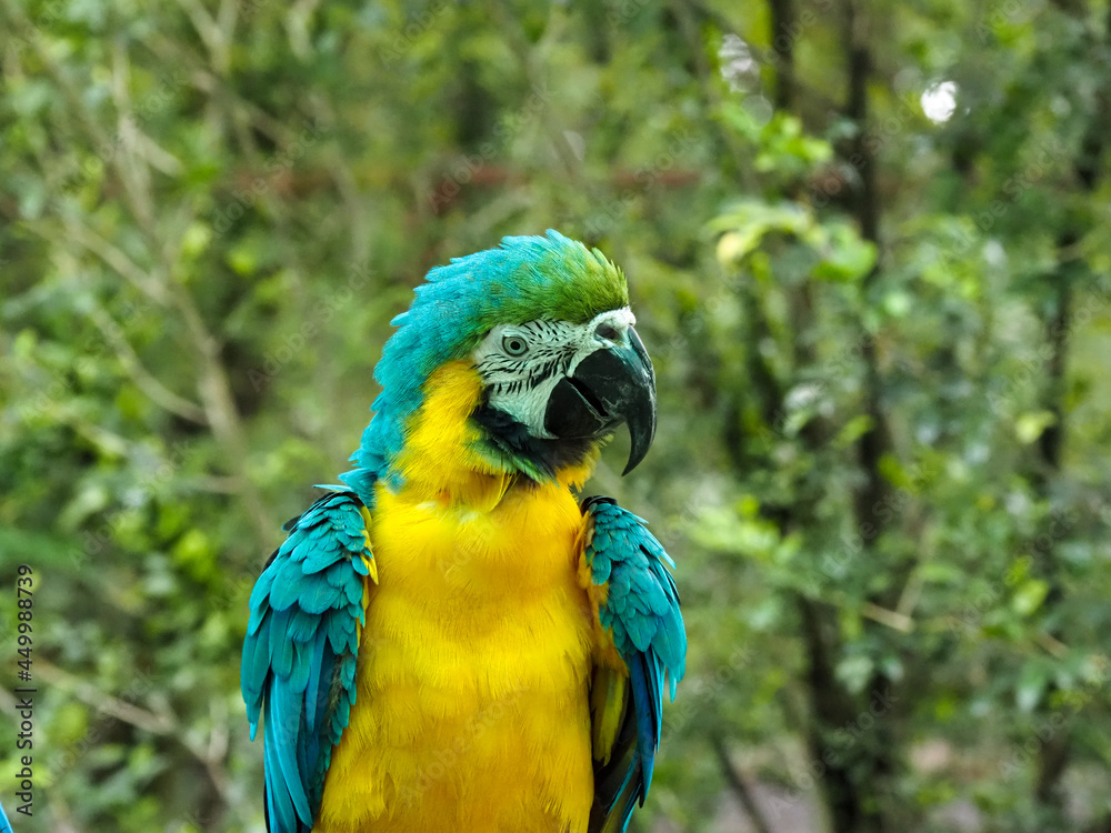 オウム オウム