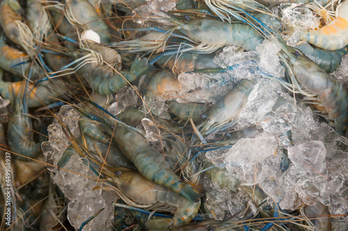 Fresh seafood part animal from the sea, River shrimp with iced on tray. Fresh seafood giant freshwater prawn or river shrimp on ice. 