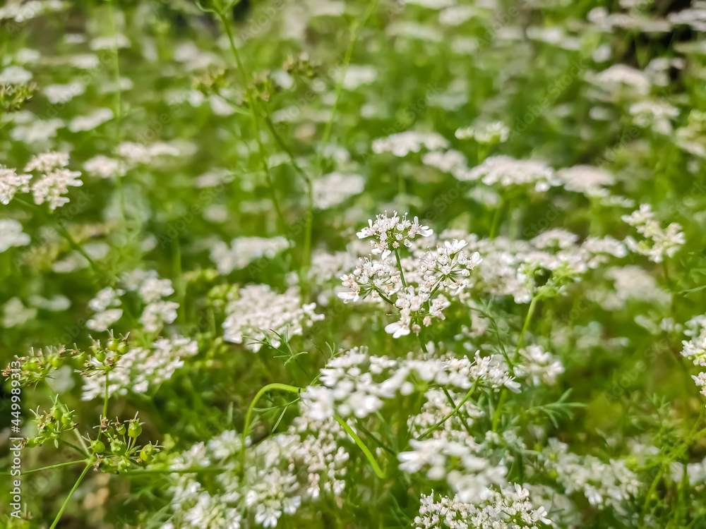 Coriander is an annual herb in the family Apiaceae. It is also known as Chinese parsley, dhania or cilantro. Coriander is an annual herb in the family Apiaceae. It is also known as Chinese parsley, dhania or cilantro.