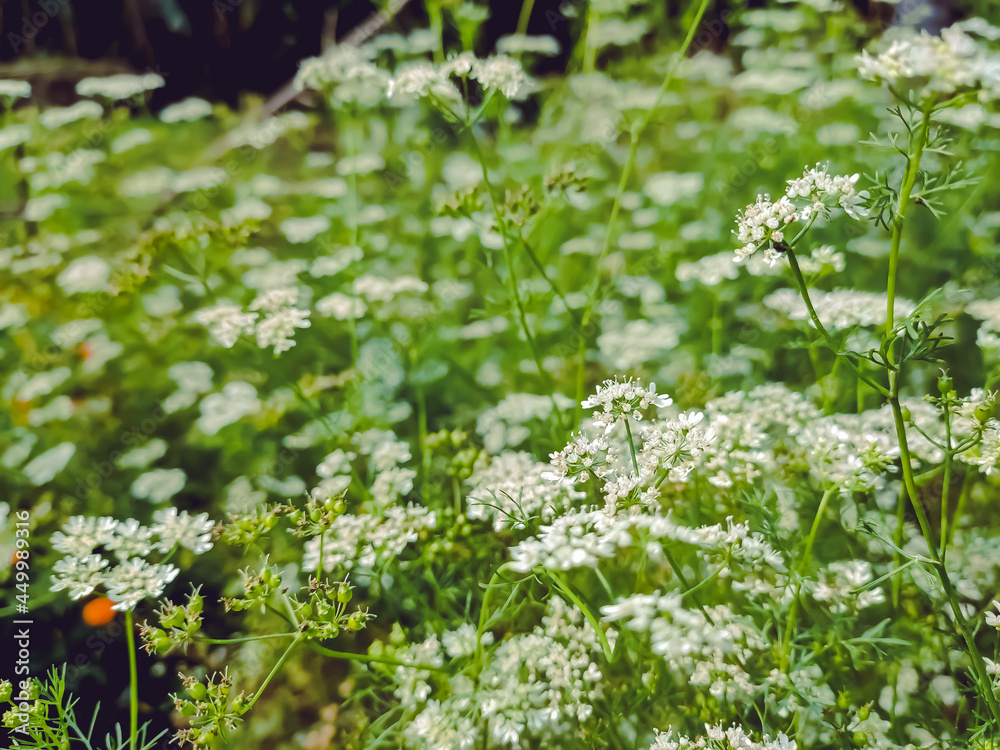 Coriander is an annual herb in the family Apiaceae. It is also known as Chinese parsley, dhania or cilantro. Coriander is an annual herb in the family Apiaceae. It is also known as Chinese parsley, dhania or cilantro.