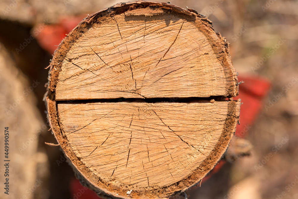 Naklejka premium Cut tree trunk closeup on blurred background