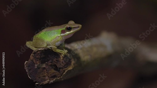 Malayan White-lipped Tree Frog (Chalcorana labialis) sitting on tree branch in jungle. Night safari in tropical rainforest. Close up. Slow motion. photo