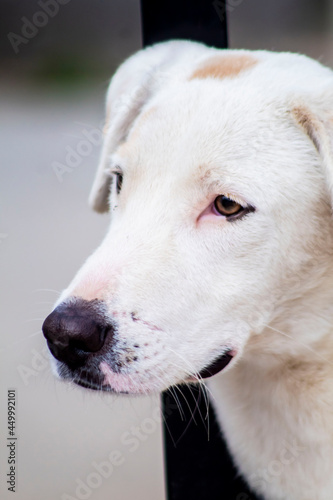 hermoso perro color blanco, con nariz negra mojada, viendo hacia el horizonte con ojos café sobre un fondo desenfocado