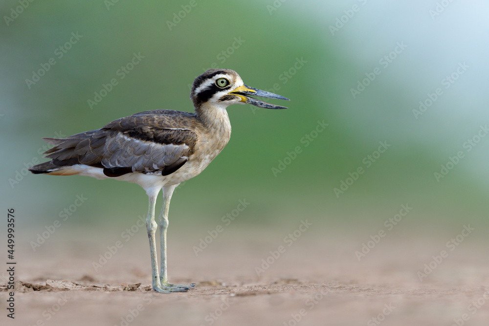 Obraz premium Great thick-knee or stone curlew (Esacus recurvirostris) lovely camouflage brown with black masked cover big eyes and large beaks