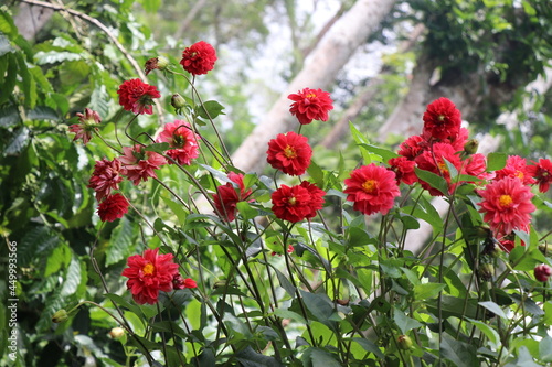 =red dahlias in a group. Blooming dahlias with petals in various tones of red color