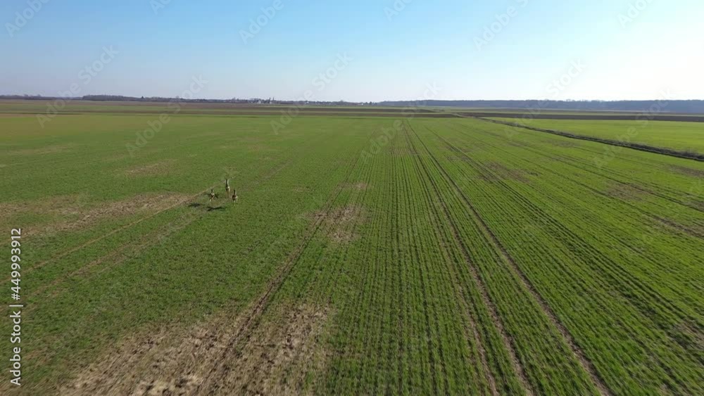 Roe Deers Run Freely At Vast Field In Countryside. - aerial follow Roe Deers Run Freely At Vast Field In Countryside. - aerial follow
