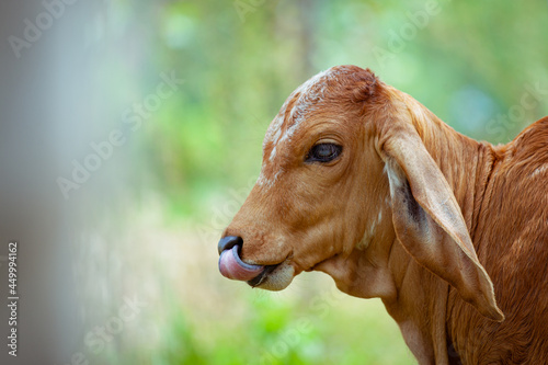 Brown young calf at agricultural farm. Close up of cow in pasture. Side view