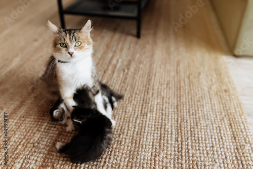 Tricolor mother female cat laying on the floor with kittens and nursing them