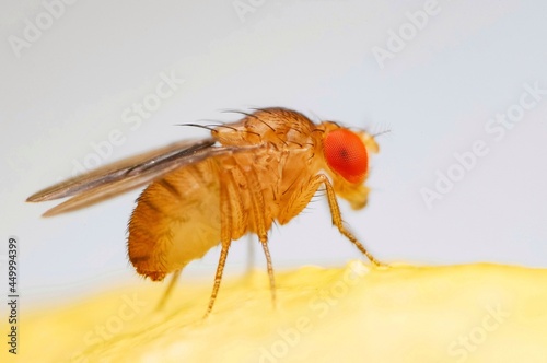 Fruit fly or vinegar fly (Drosophila melanogaster) on banana fruit surface. photo