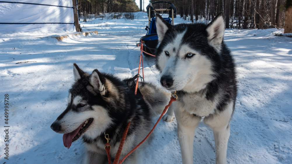 Black and white Siberian huskies are harnessed, standing on a snow-covered road in the forest. The red ropes are stretched. A sleigh and a yurt are visible from behind. Siberia