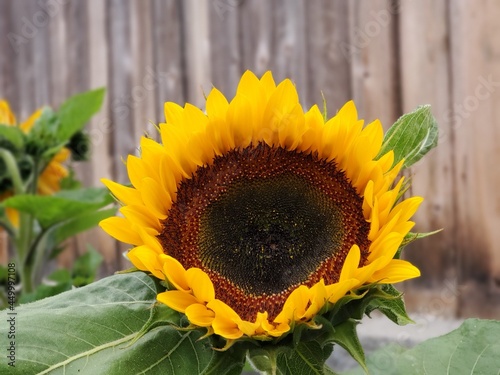 sunflower opening up