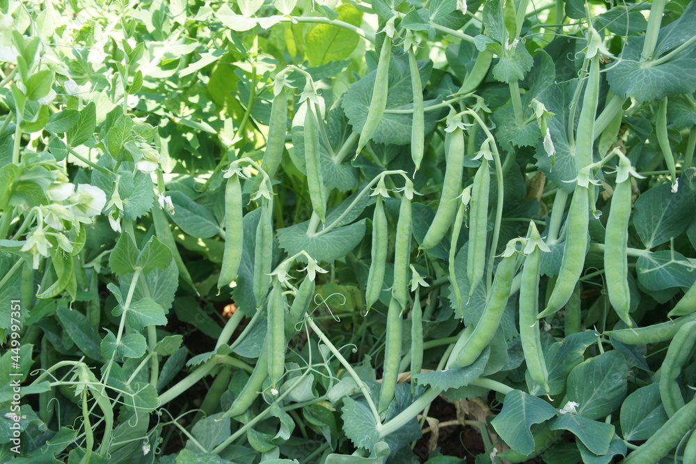 peas plant in field peas plant in field