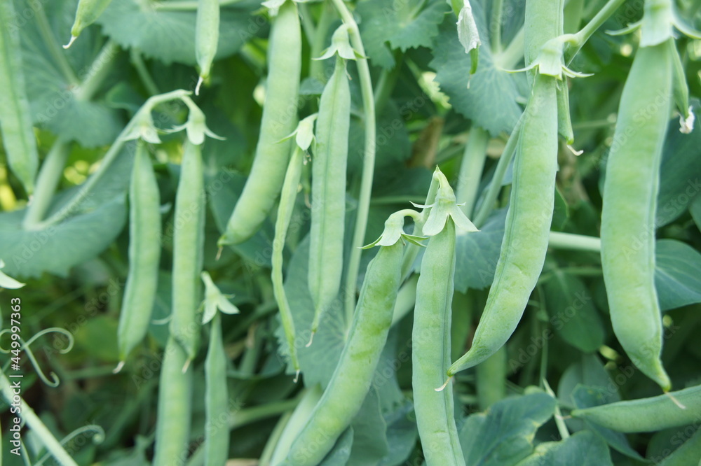 peas plant in field peas plant in field