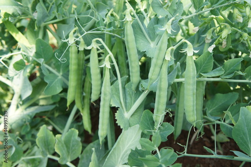 peas   plant in field