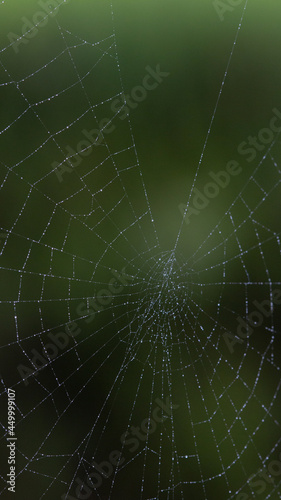 web, spider web, green, green background, spider, 