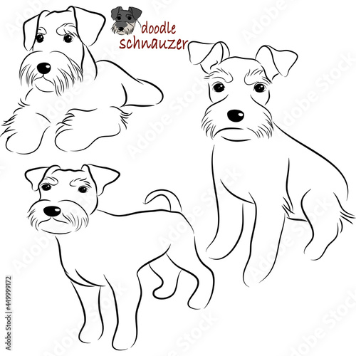 Doodle Cartoon schnauzer illustration set in different poses. Cute sitting, running and lying vector dog isolated on white background