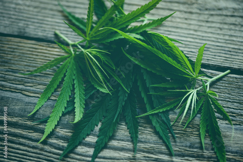 Cannabis leaf  Marijuana leaves cannabis plant tree on wooden  Hemp leaf for extract medical healthcare nature