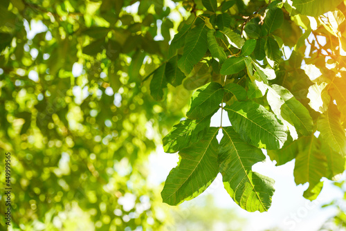 branch tree, green leaf on blue sky sunlight in tropical forest tree summer day light in the green park bokeh blur background