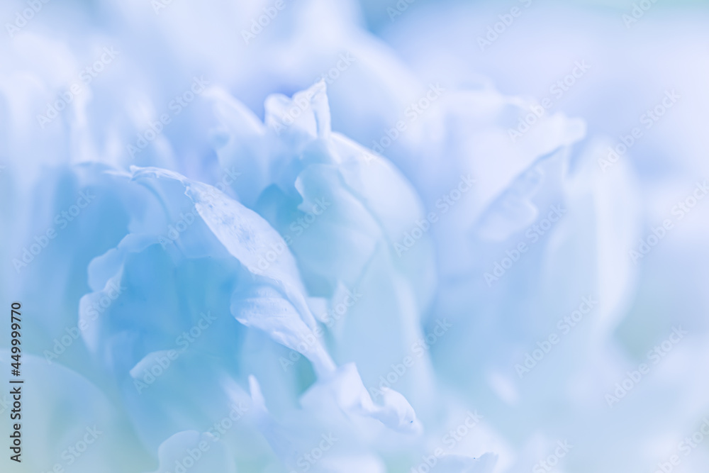 Botanical concept, invitation card - Soft focus, abstract floral background, pale blue peony flower petals. Macro flowers backdrop for holiday brand design Botanical concept, invitation card - Soft focus, abstract floral background, pale blue peony flower petals. Macro flowers backdrop for holiday brand design