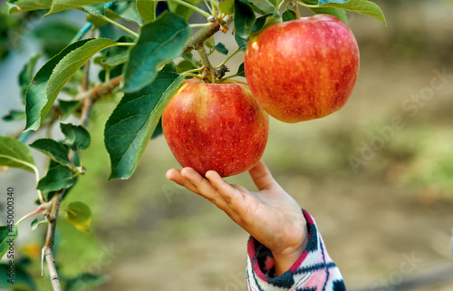 Close-up of apples and a child's hand . Children pick apples in the garden .
