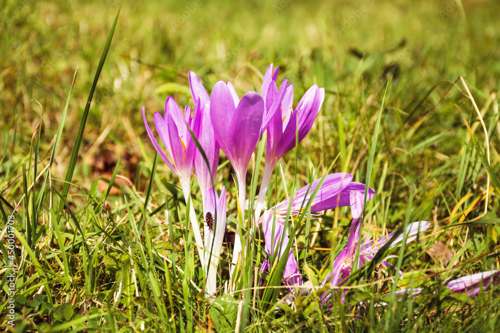 Purple Crocuses Blooming in the Nature . Spring Flowers
Purple Crocuses Blooming in the Nature . Spring Flowers