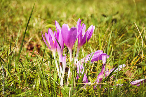 Purple Crocuses Blooming  in the Nature . Spring Flowers 
