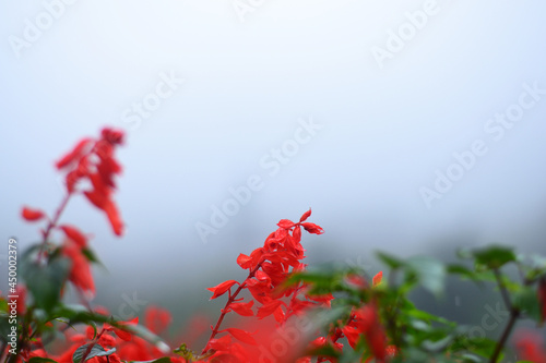 Red Scarlet sage flowers in the foreground with blurred background