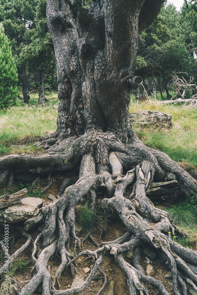 Roots of the tree
