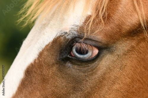 Close up of light blue eye of Pinto horse with genetic mutation affecting pigment development in the iris, called complete heterochromia