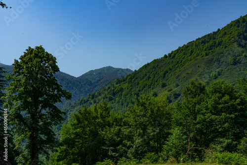 Nature of Georgia  Guria region  Gomis Mta