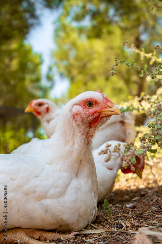 Fototapeta premium Domestic White Hans Close up Shot with Green Background