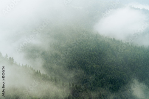 mgły nad górskim lasem świerkowym